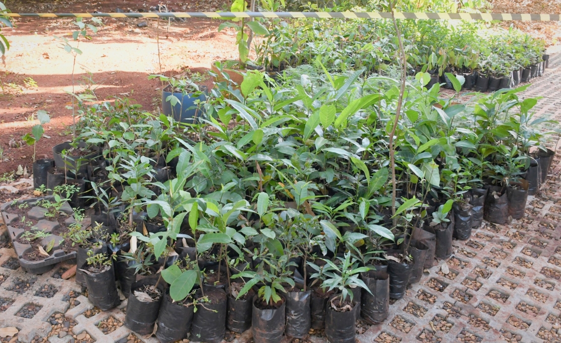 Prefeitura promove arborização urbana com doação de mudas nativas e frutíferas