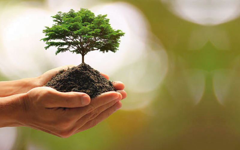 Secretaria Municipal de Meio Ambiente promove Semana da Árvore 2023