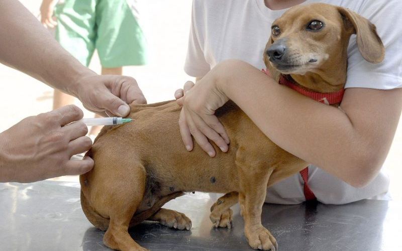 Vacinas para cachorros: entenda a importância da vacinação para a saúde do seu pet