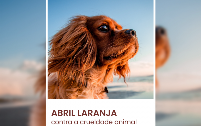 ABRIL LARANJA: Secretaria de Meio Ambiente reforça combate à crueldade animal