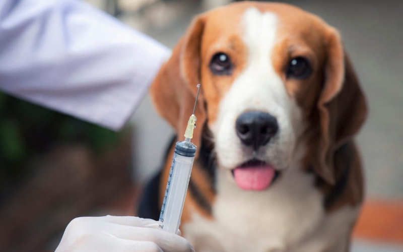 Prefeitura Municipal e parceiros realizam Campanha de Vacinação Canina Polivalente