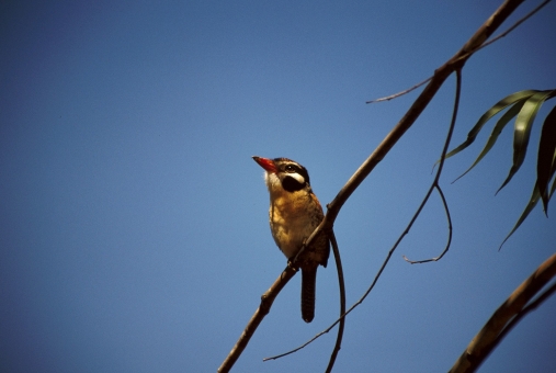Foto de Observação de Pássaros (Birdwatching)